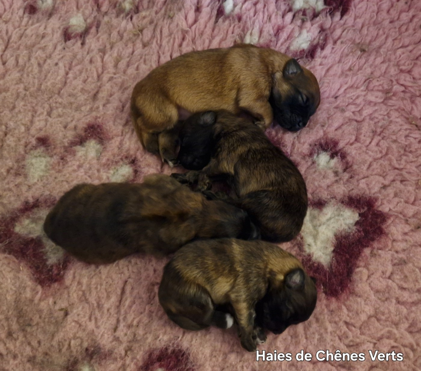 CHIOT 4 - Berger des Pyrenees à poil long