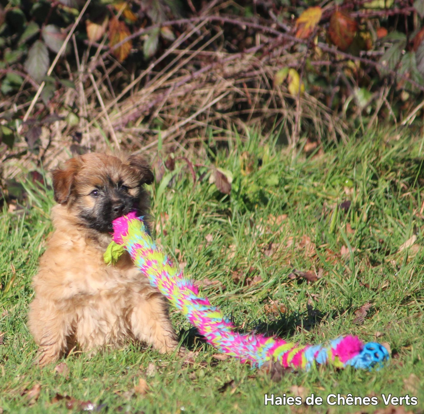 CHIOT 3 - Berger des Pyrenees à poil long