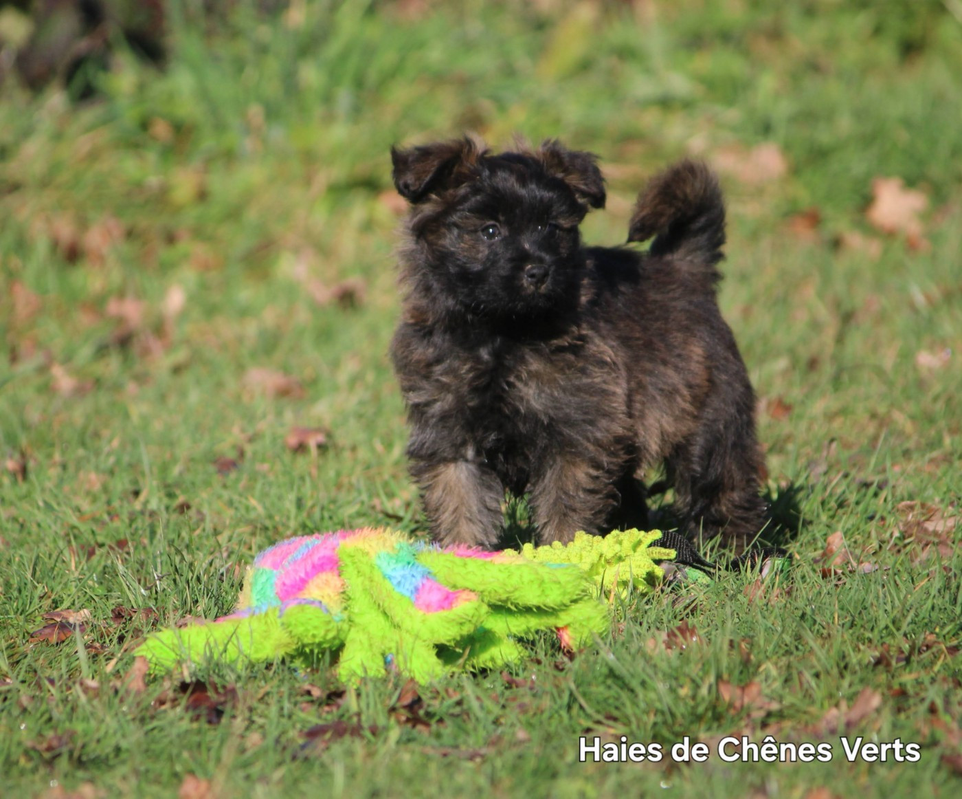 CHIOT 2 - Berger des Pyrenees à poil long