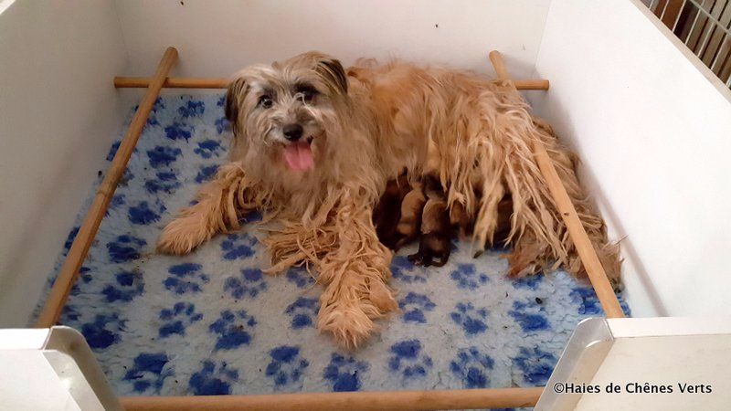 chiot Berger des Pyrenees à poil long des Haies de Chênes Verts