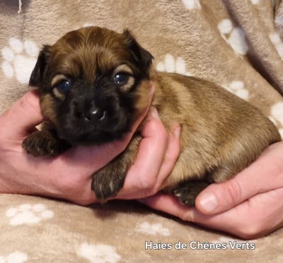 Les chiots de Berger des Pyrenees à poil long