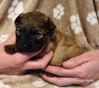 Les chiots de Berger des Pyrenees à poil long