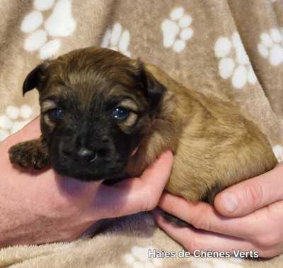 Les chiots de Berger des Pyrenees à poil long