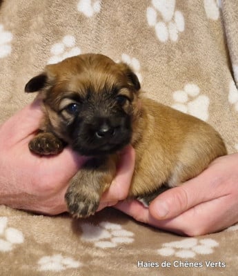 Les chiots de Berger des Pyrenees à poil long