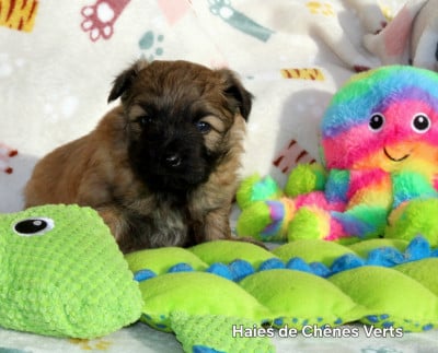 Les chiots de Berger des Pyrenees à poil long