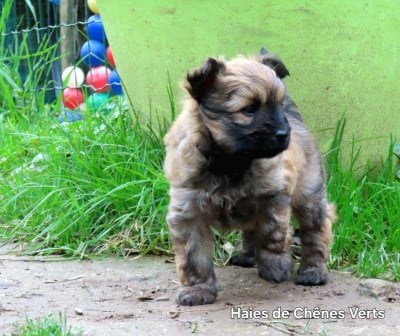 Les chiots de Berger des Pyrenees à poil long