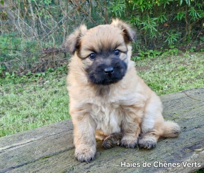 Les chiots de Berger des Pyrenees à poil long
