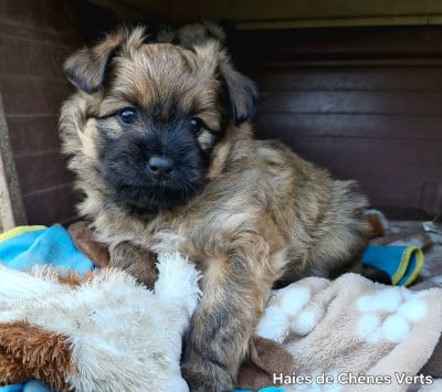Les chiots de Berger des Pyrenees à poil long