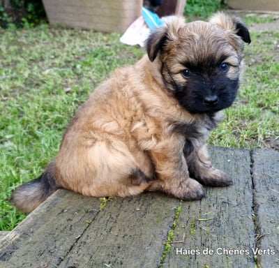Les chiots de Berger des Pyrenees à poil long
