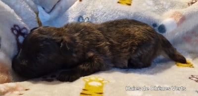 Les chiots de Berger des Pyrenees à poil long