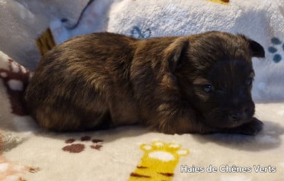 Les chiots de Berger des Pyrenees à poil long