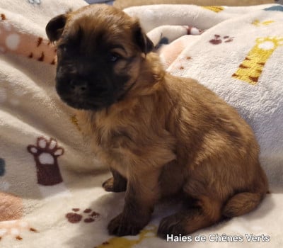 Les chiots de Berger des Pyrenees à poil long