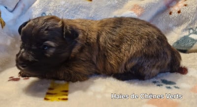 Les chiots de Berger des Pyrenees à poil long