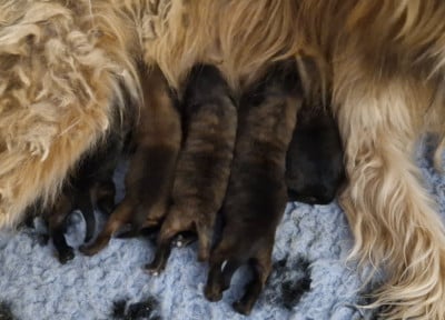 Les chiots de Berger des Pyrenees à poil long