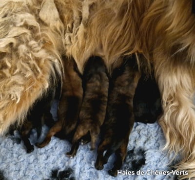 Les chiots de Berger des Pyrenees à poil long