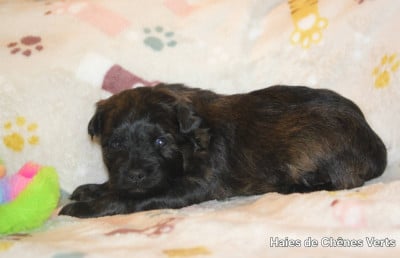 Les chiots de Berger des Pyrenees à poil long