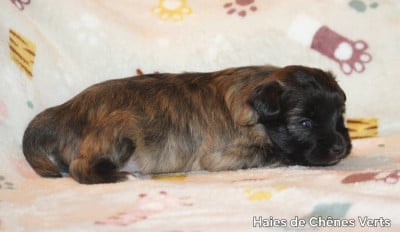 Les chiots de Berger des Pyrenees à poil long