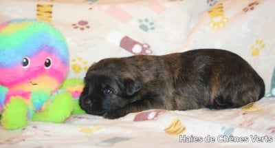 Les chiots de Berger des Pyrenees à poil long