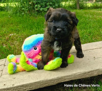 Les chiots de Berger des Pyrenees à poil long
