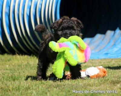 Les chiots de Berger des Pyrenees à poil long