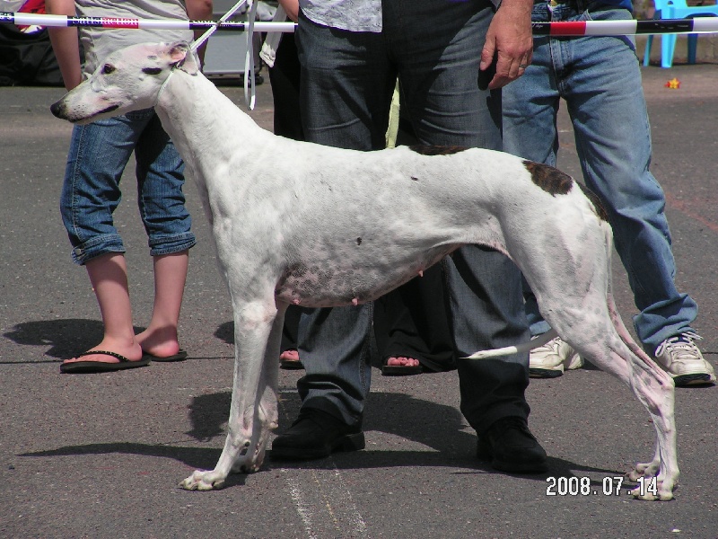 Baby girl fi-it - C.O.F. : 1° Exc CACS Meilleure de Race Meilleure du X° Groupe