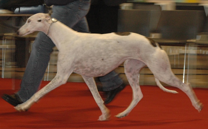 Baby girl fi-it - C.O.F. : 2° Exc RCACS