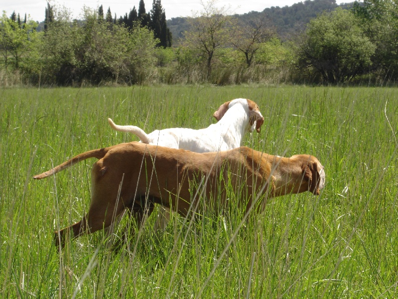 Publication : du mas de la meule Auteur : Pierre Budin