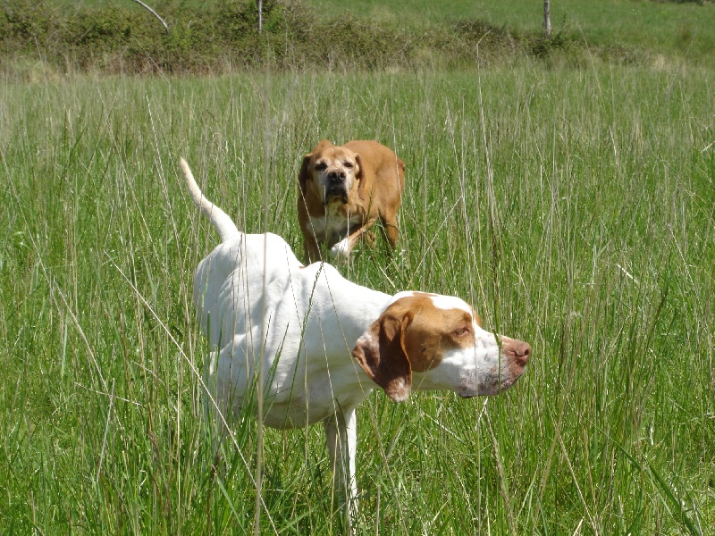 Publication : du mas de la meule Auteur : Pierre Budin