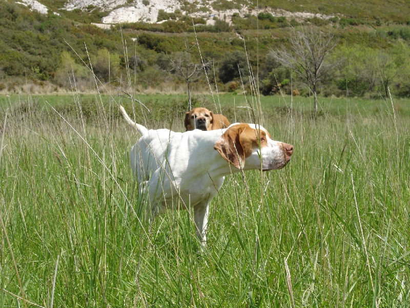 Publication : du mas de la meule Auteur : Pierre Budin