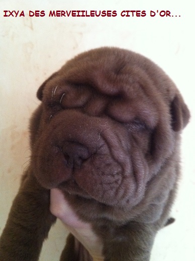 Publication : de l'Empire de Naikolomba Auteur : sandra soprano