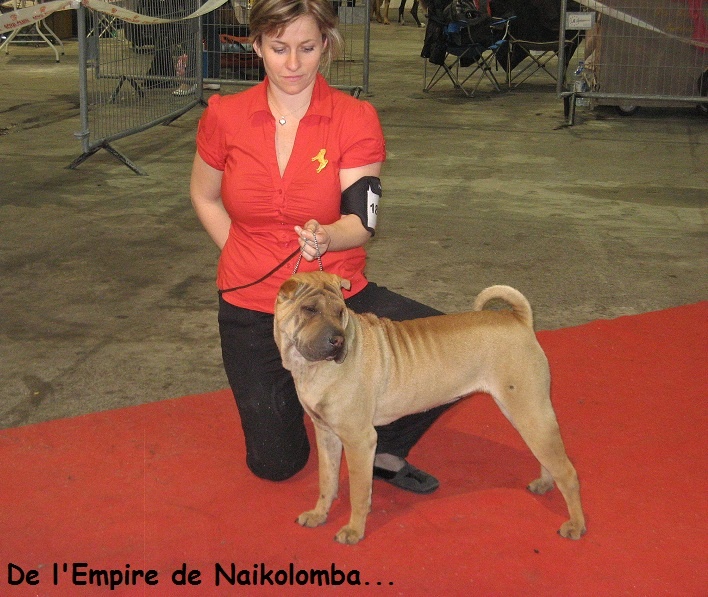 Hasta la vista de l'Empire de Naikolomba - 1er trés prometteur en classe puppy femelle