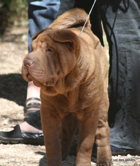 Ixya des Merveilleuses Cités d'Or - Trés prometteur en Baby femelles