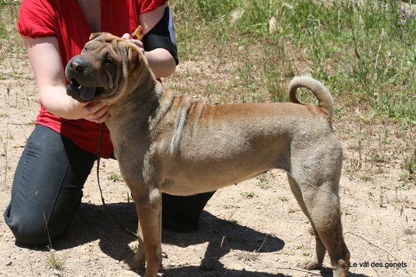 Hasta la vista de l'Empire de Naikolomba - 1ére Excellent en classe jeune femelle et Meilleur jeune