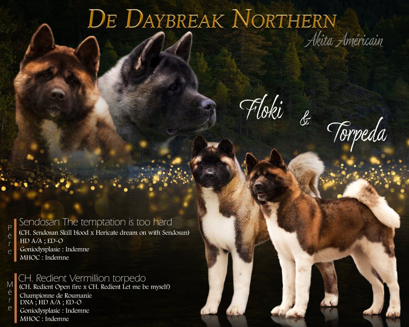 Akita americain - de Daybreak Northern