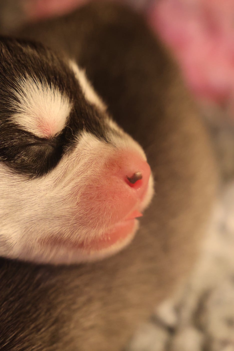 Siberian Husky - de Daybreak Northern