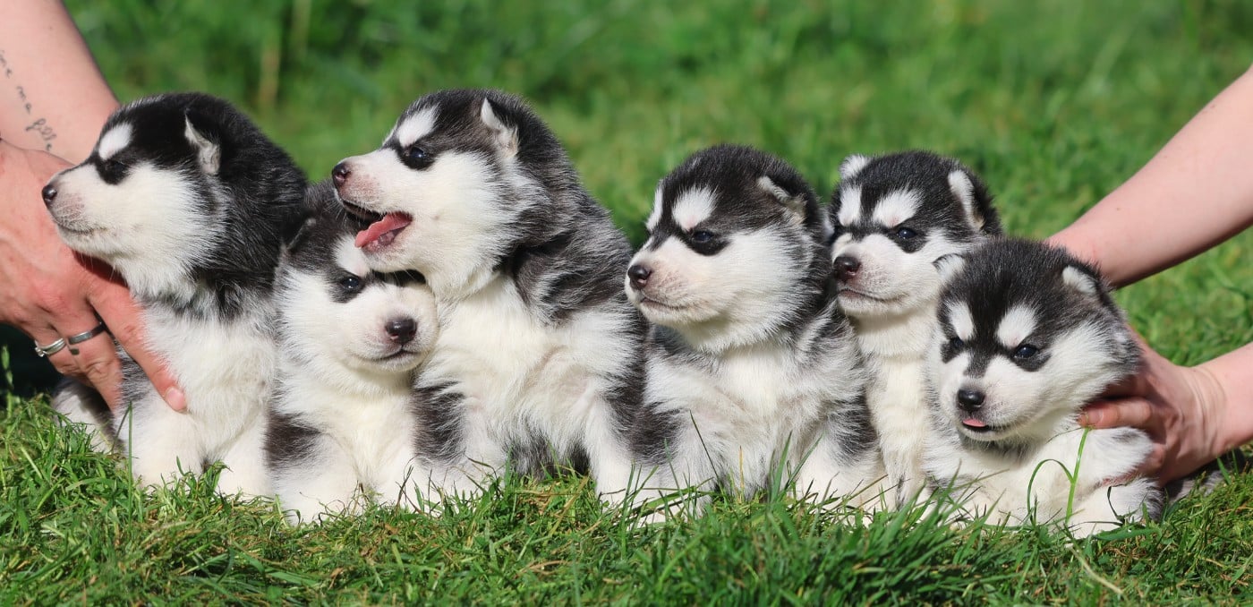 Siberian Husky - de Daybreak Northern