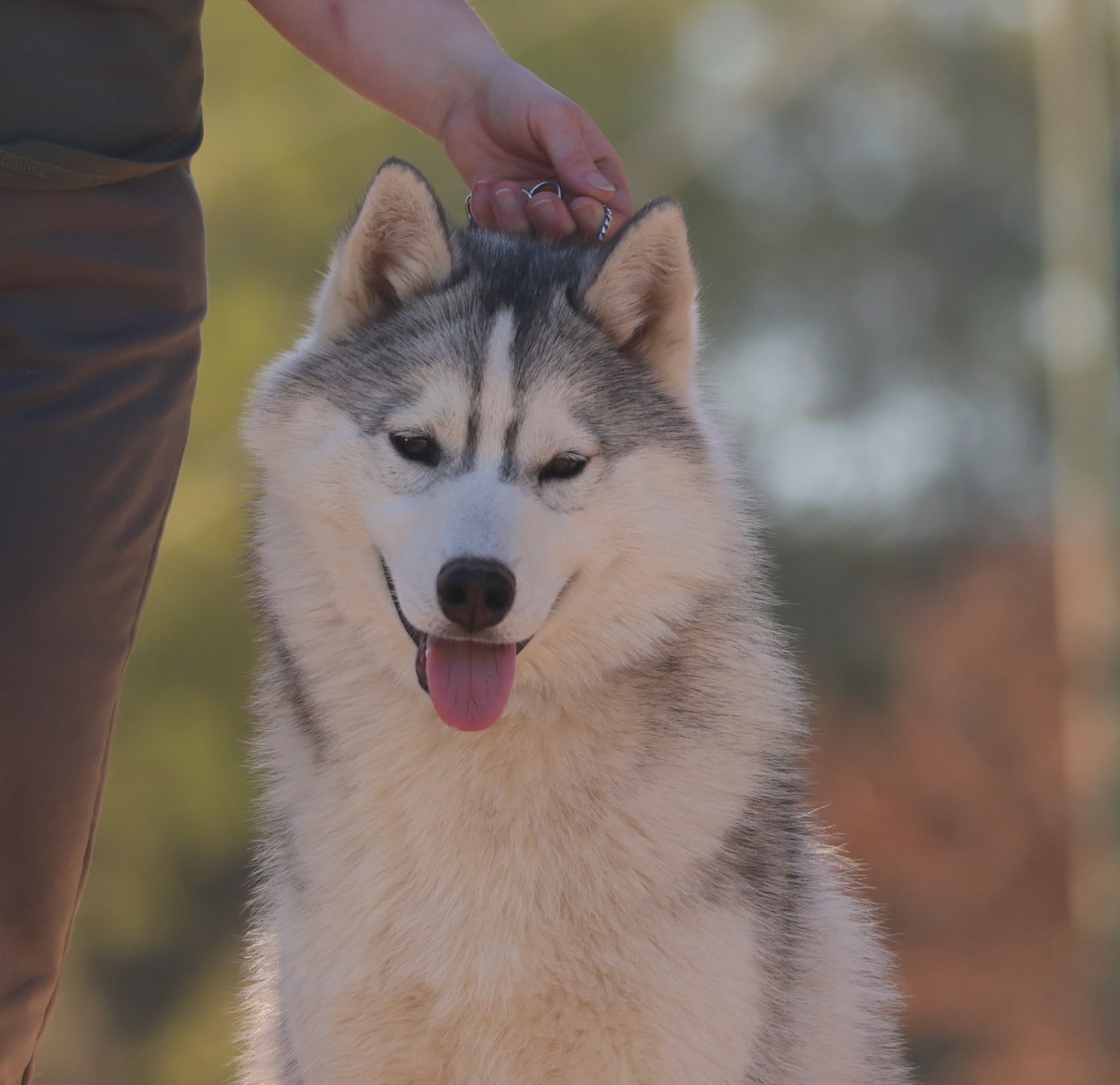 Siberian Husky - de Daybreak Northern