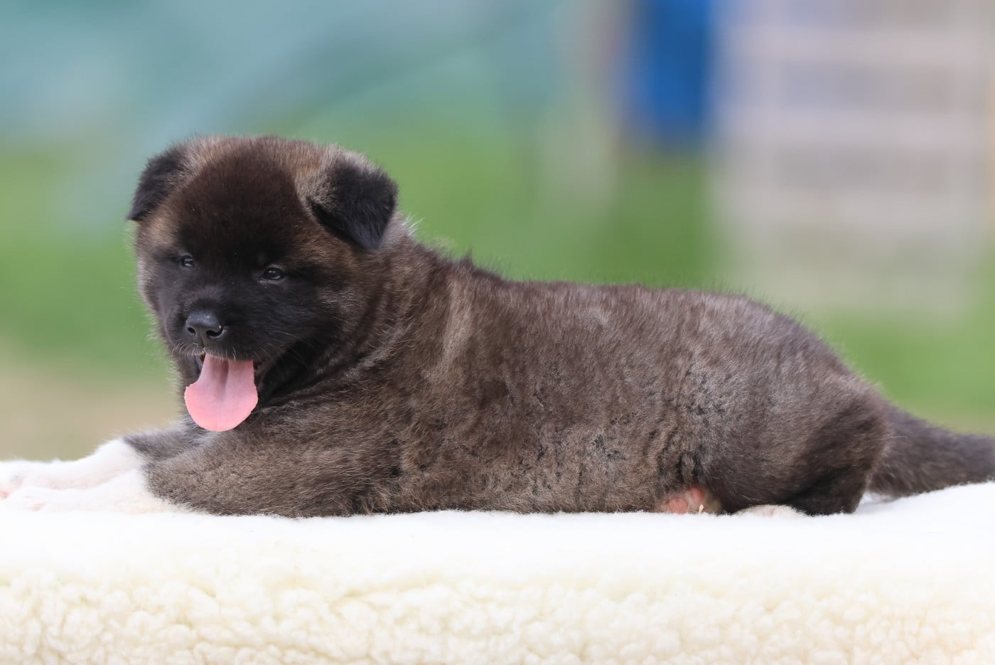 Akita americain - de Daybreak Northern