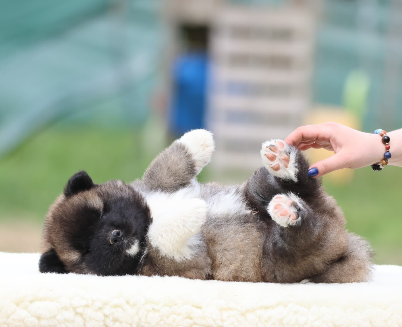 Akita americain - de Daybreak Northern