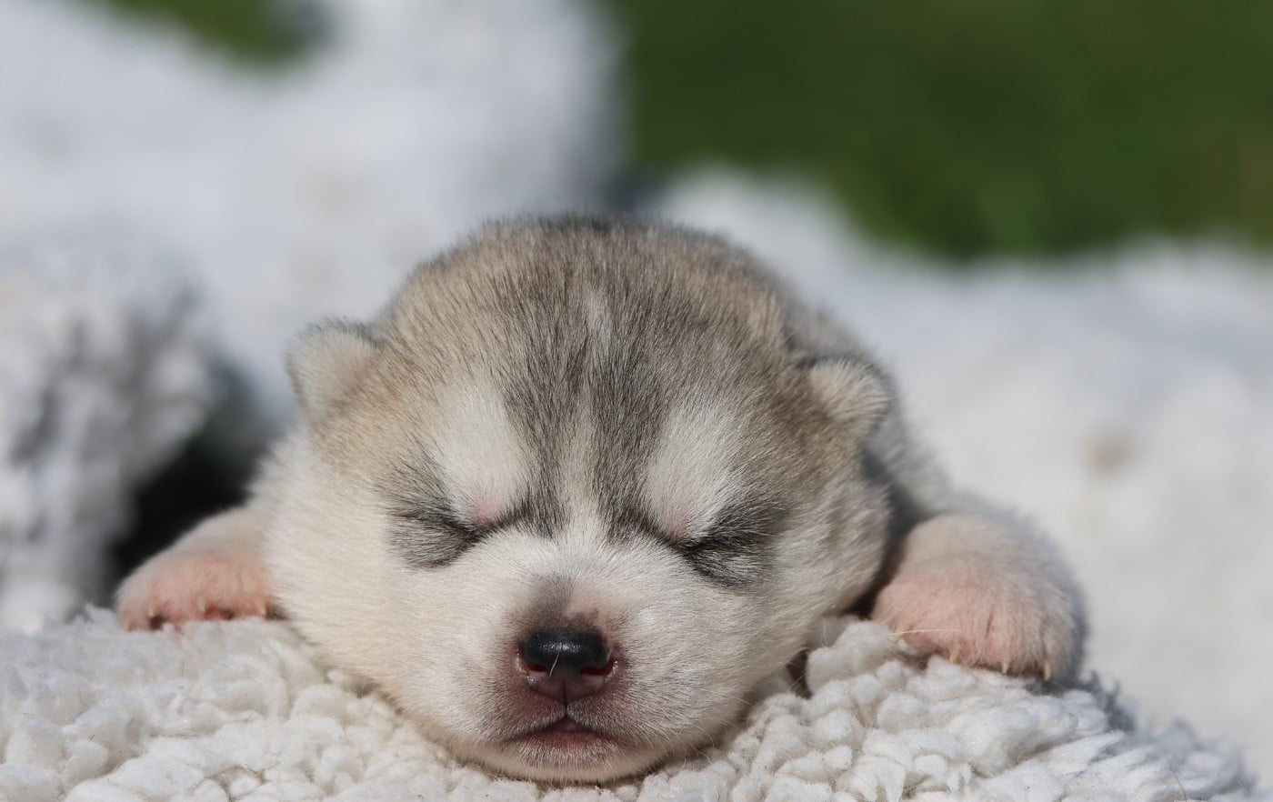Siberian Husky - de Daybreak Northern