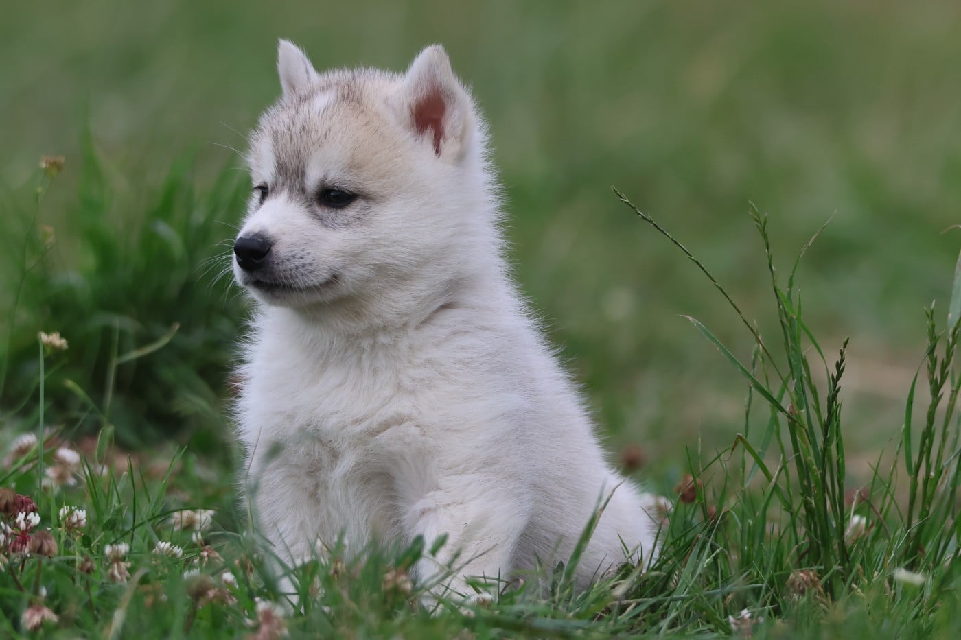 Chiot Siberian Husky