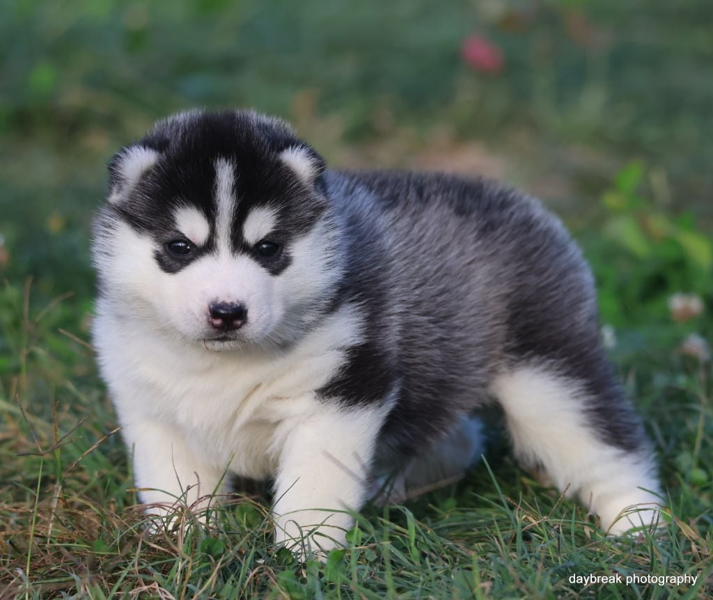 Authentic roads astro