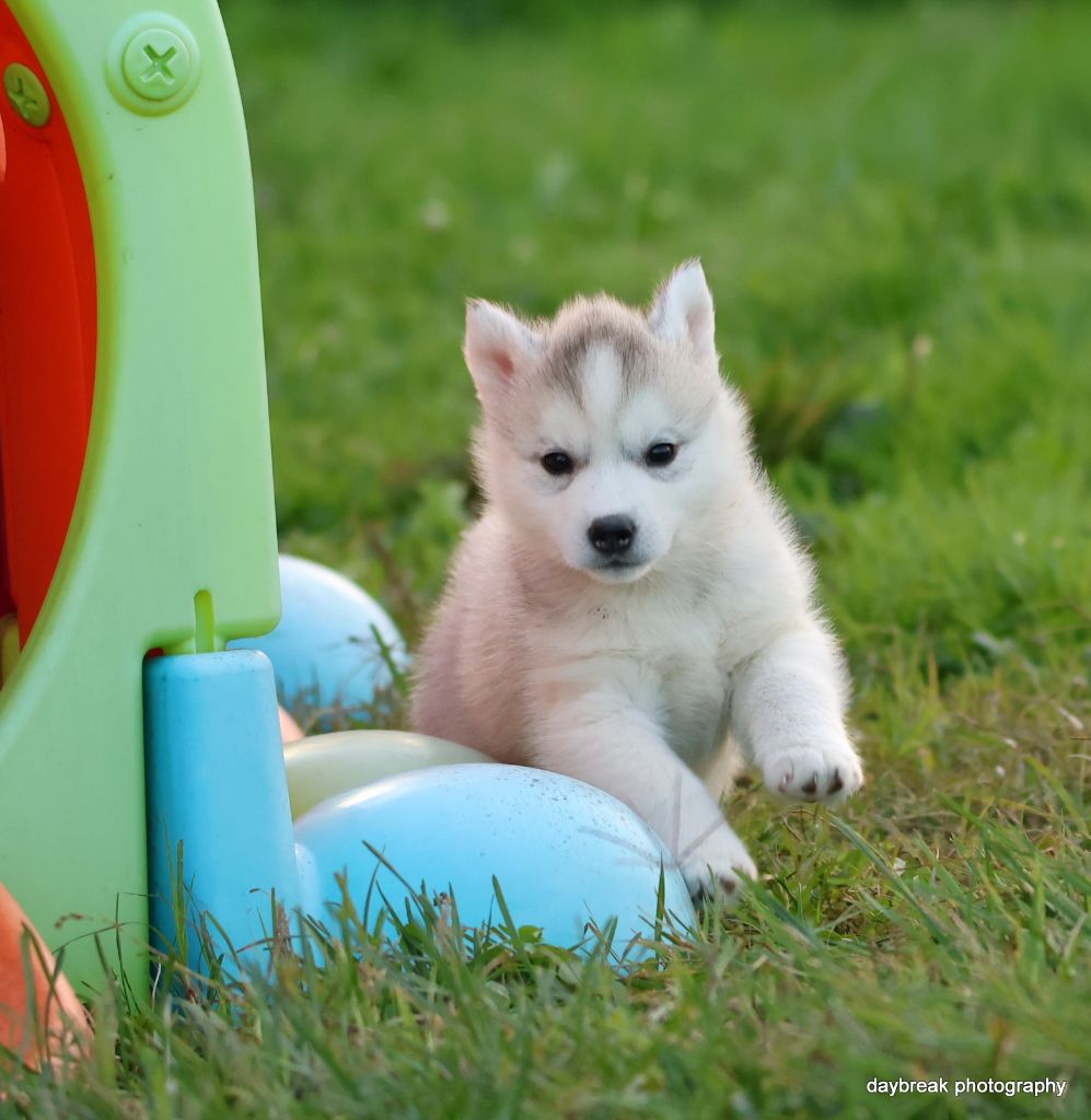 Authentic roads camaro