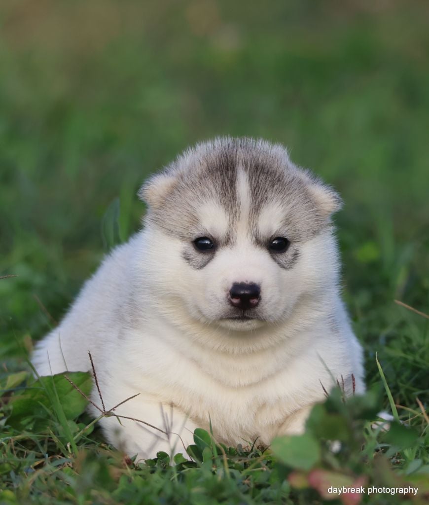 Authentic roads cobalt