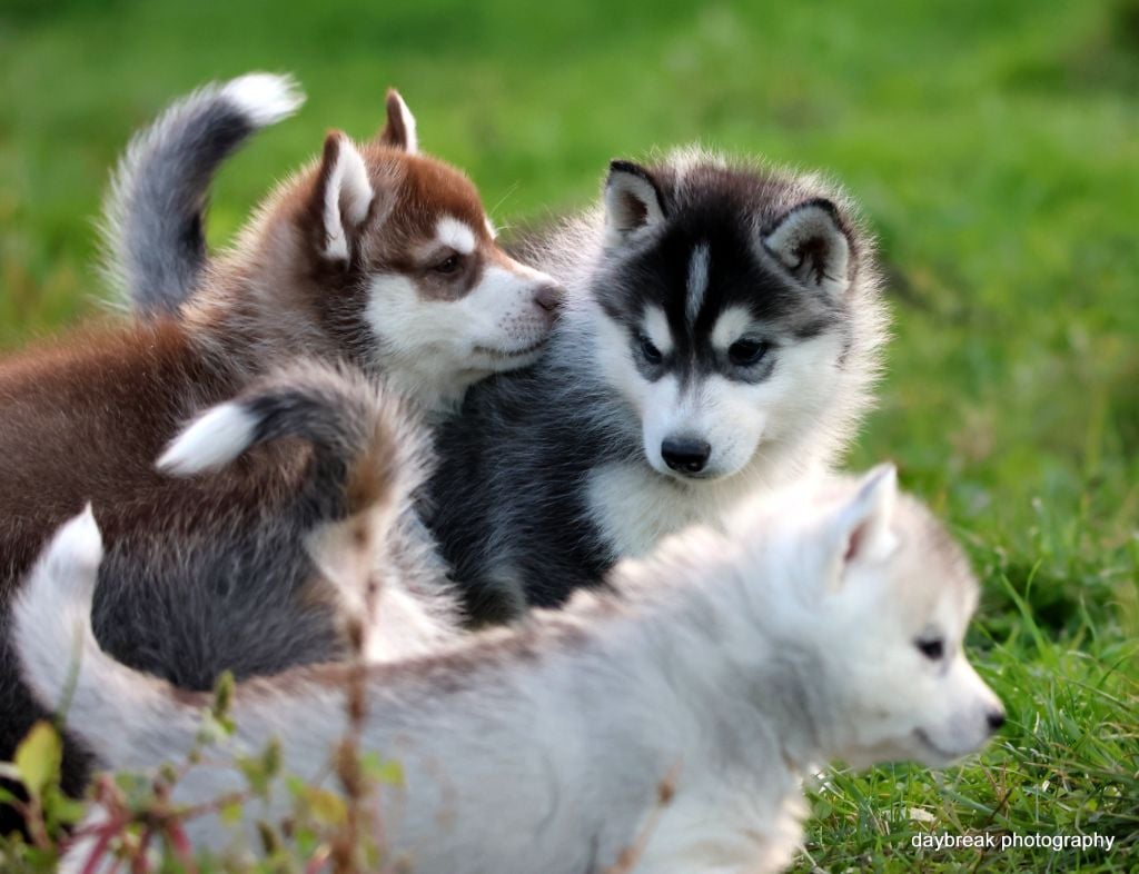 Siberian Husky - de Daybreak Northern