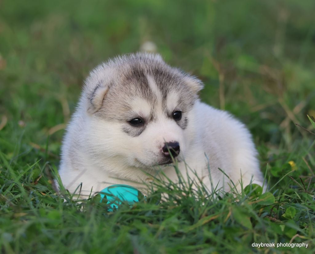 Authentic roads cobalt