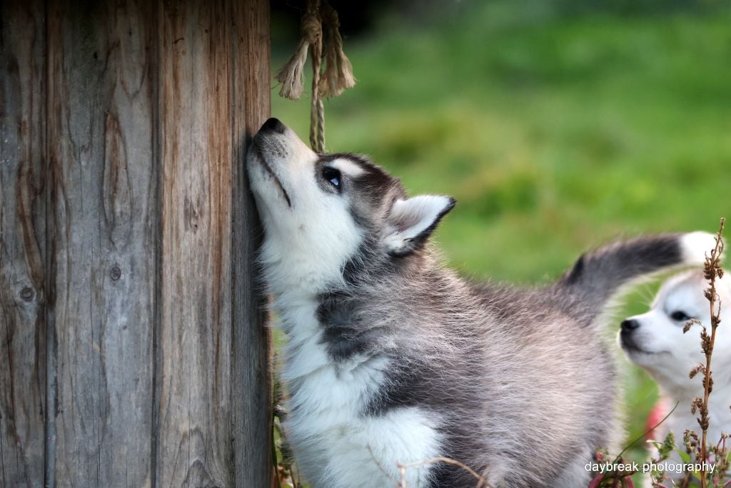 Absolute love at first sight