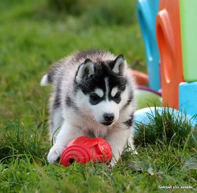 Les chiots de Siberian Husky