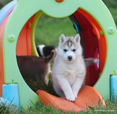 Les chiots de Siberian Husky