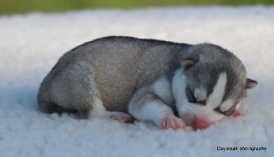 Les chiots de Siberian Husky
